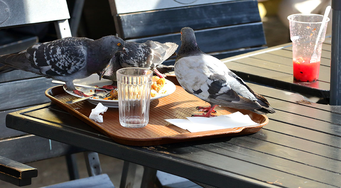 Pigeons : quels dangers pour la santé ?