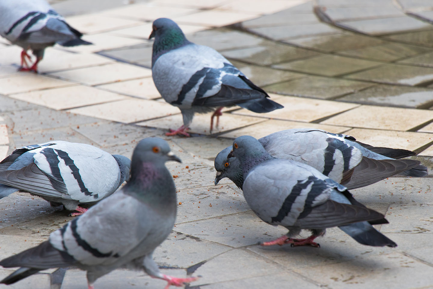 Définition : qu’est-ce que le dépigeonnage ?